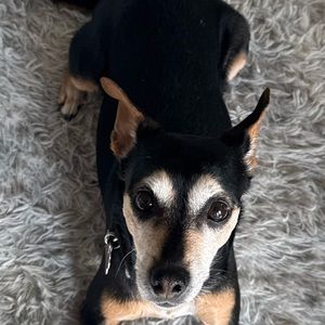 Meet your Posher, Sam